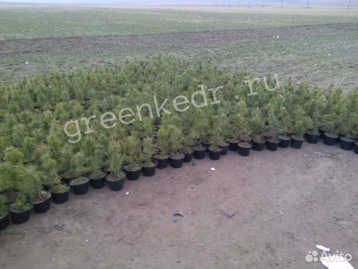 Кедр Сибирский 40-60см Экстра