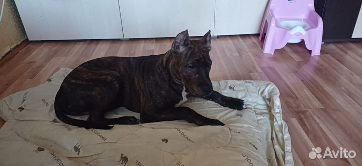 Амстафф в добрые руки