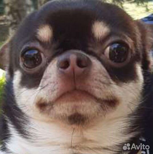 Собака на вязку