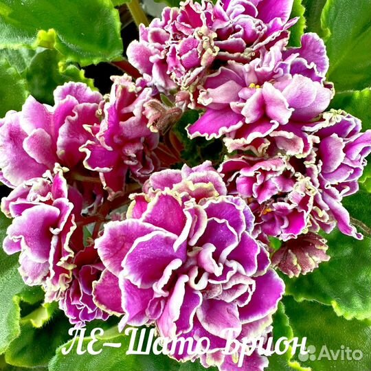 Сортовые фиалки