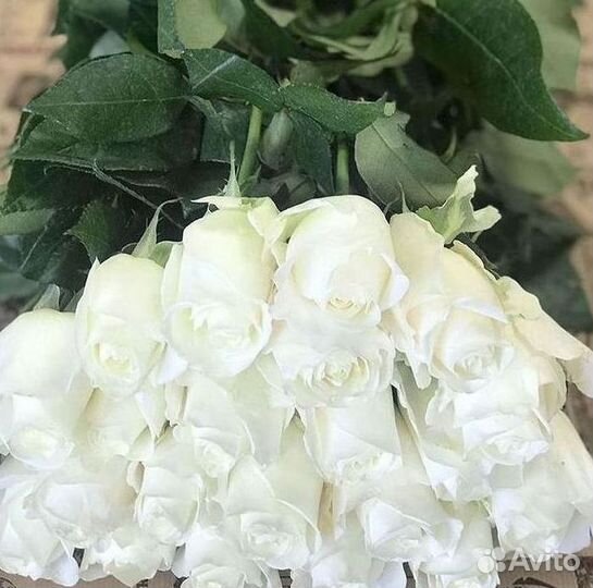 Высокие розы Гигантские розы 110