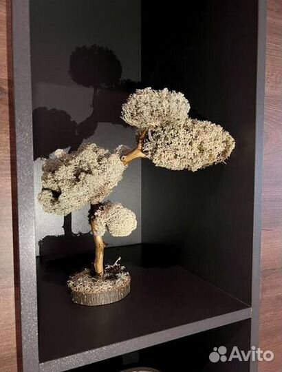 Дерево бонсай