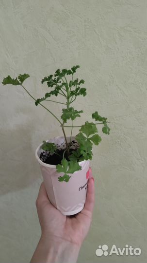 Сортовые пеларгонии