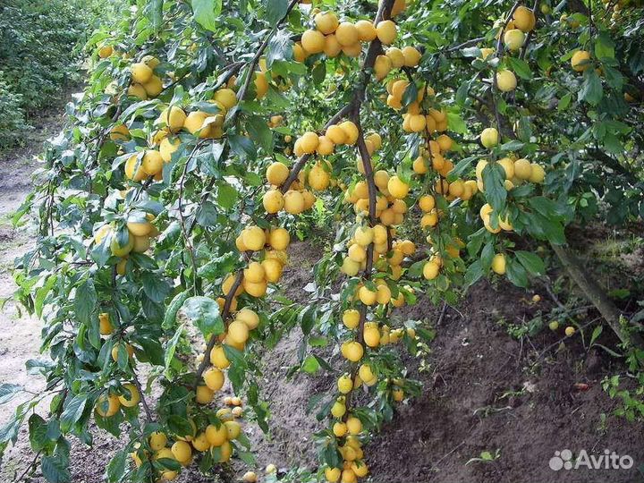 Годовалые саженцы сливы жёлтой