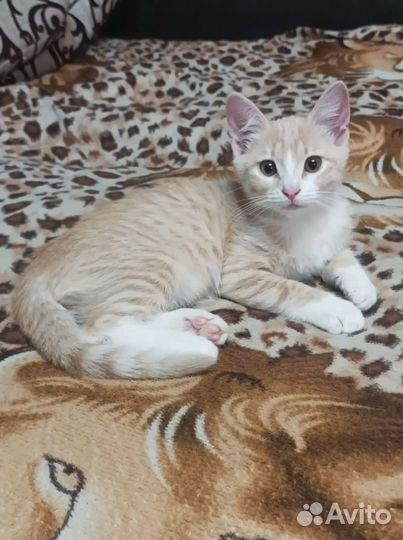 Котята в поиске дома