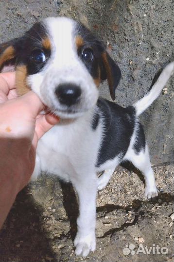 Щенки в добрые руки