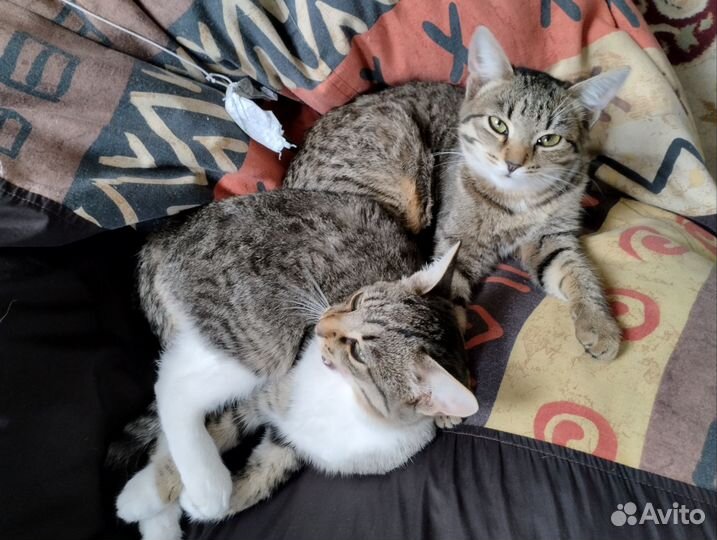 Коты мышеловы