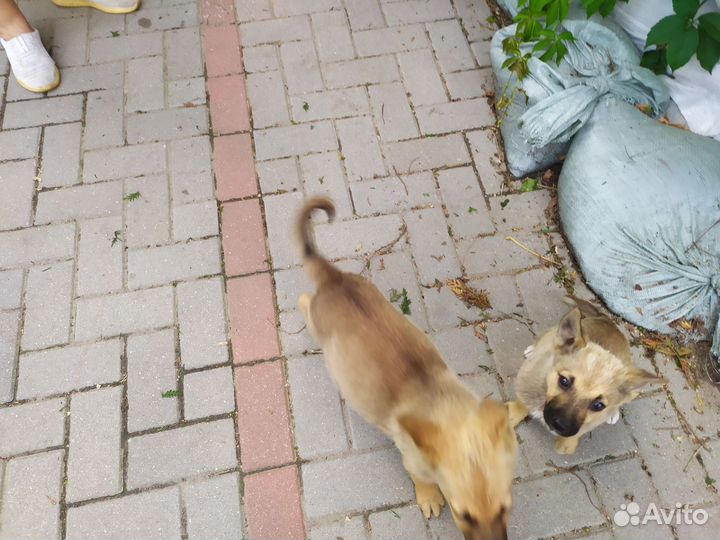 Щенки дворняжки