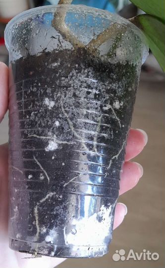 Хойи,фикус Лакия