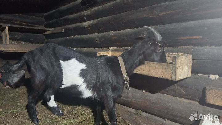 Козы ламанча