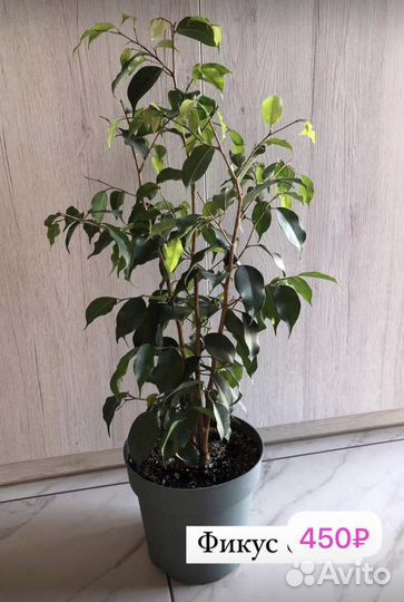 Комнатные цветы