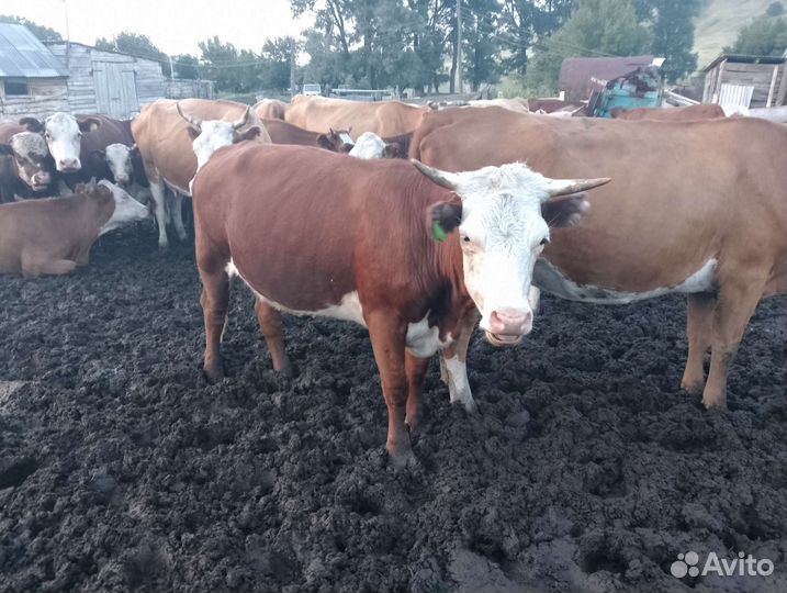 Тёлки и бычок