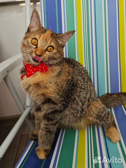 Кошечка,7 месяцев, стерилизованая