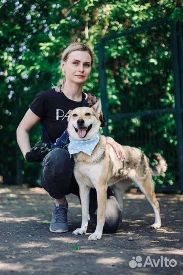 Небольшая собака ждёт свою семью