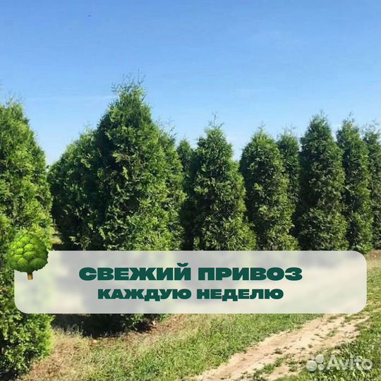 Туя брабант с гарантией приживаемости