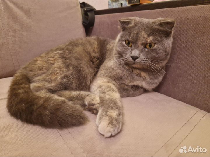 Кошка в дар