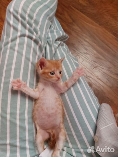 3 рыжих котенка