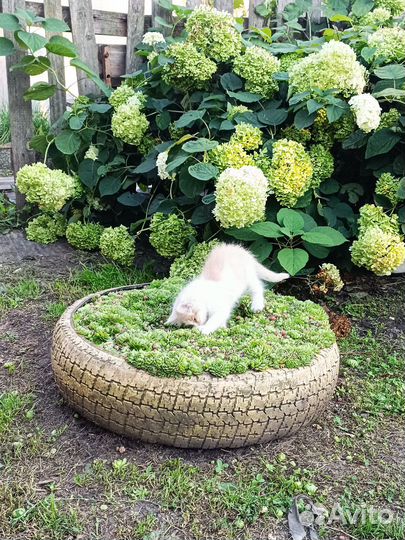 Котики бесплатно в добрые руки