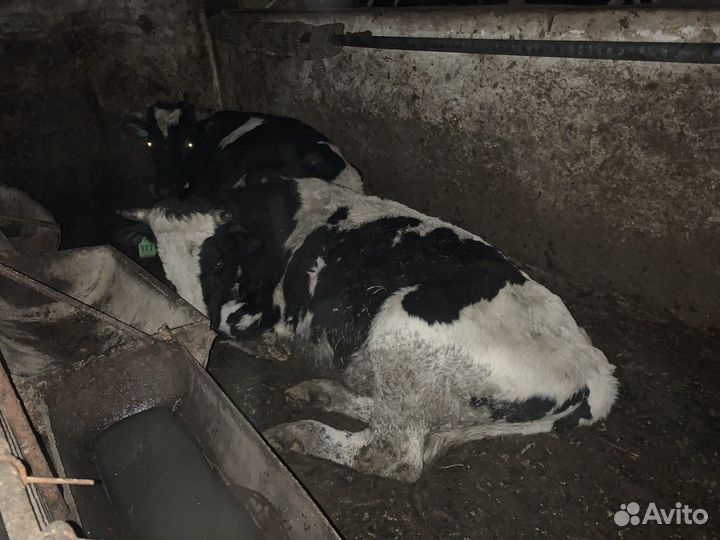 Мясо свинина, телятина