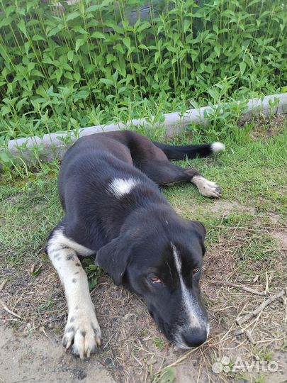 Собака в добрые руки отдам бесплатно