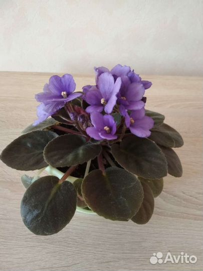 Фиалка в горшке