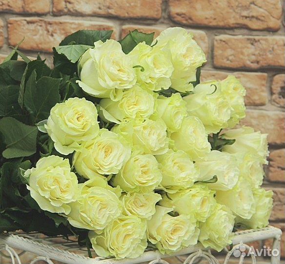 101 роза цветы букеты роза доставка 64 58 81