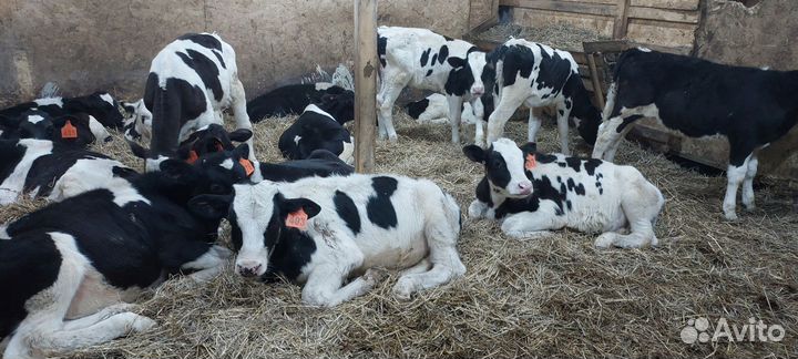 Бычки,телята,быки