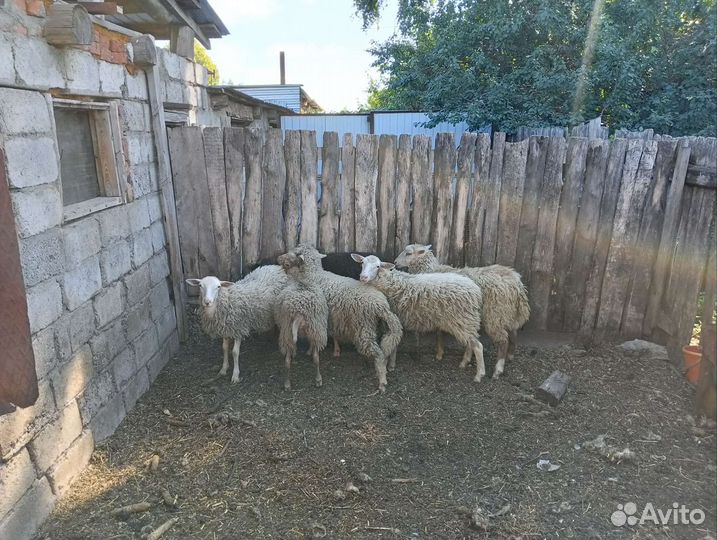 Баранчики, ярочки