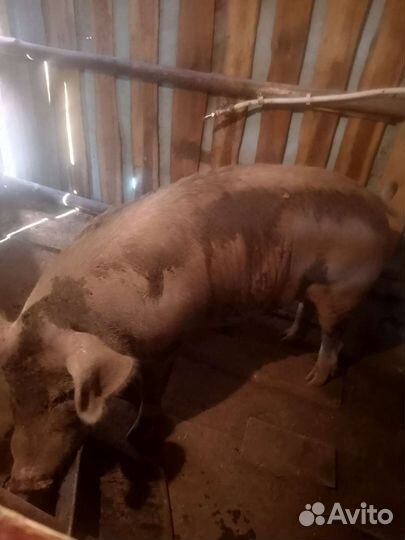 Свиноматка