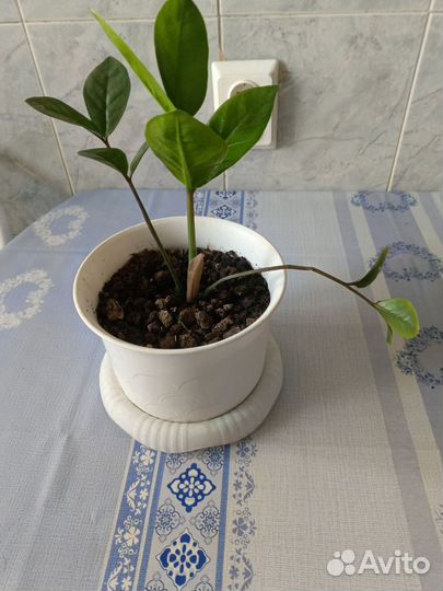 Зимиокулькас