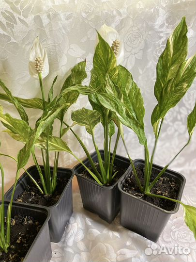 Спатифиллум Домино