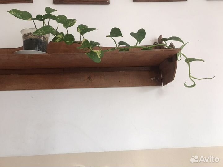 Спиндапсус, педилантус