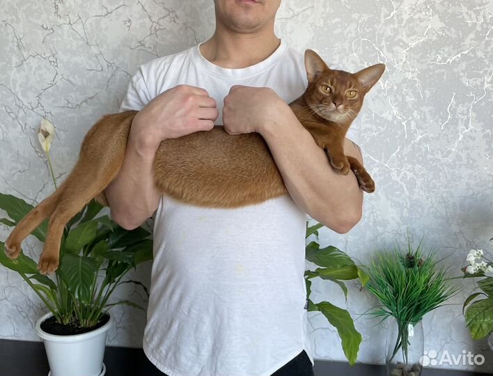 Абиссинский кот на вязку