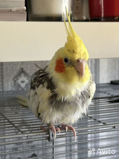 Попугай корелла пара