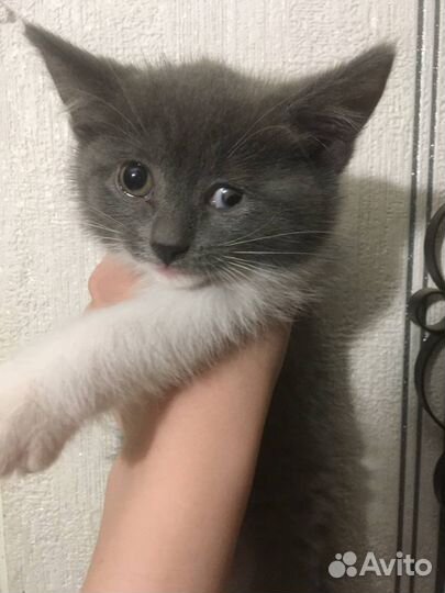 Котята в добрые руки бесплатно