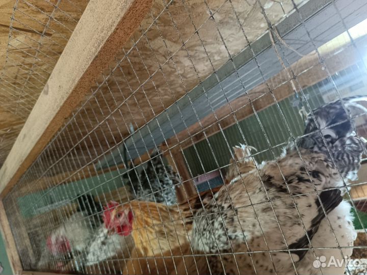 Куры молодки несушки домашние