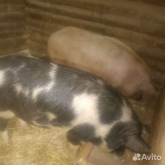 Мясо свинина домашняя