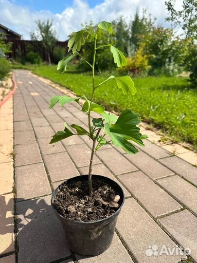 Гинкго билоба саженцы