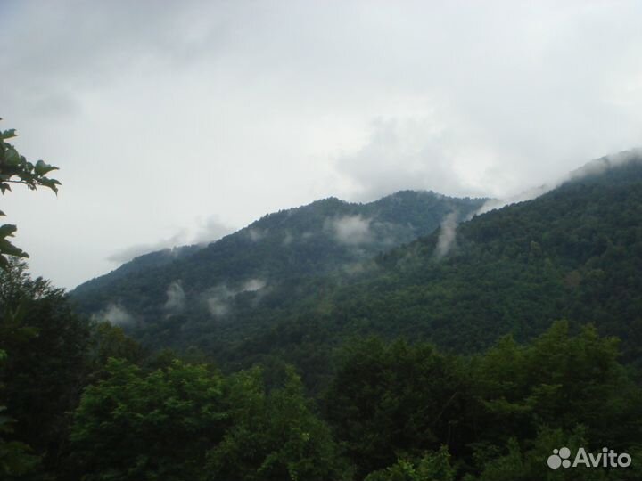 Каштановый мед