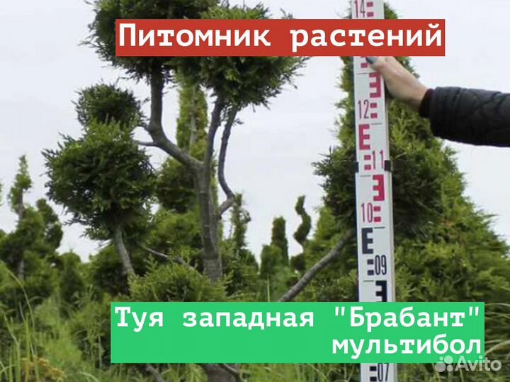 Саженцы Туя западная Брабант мультибол