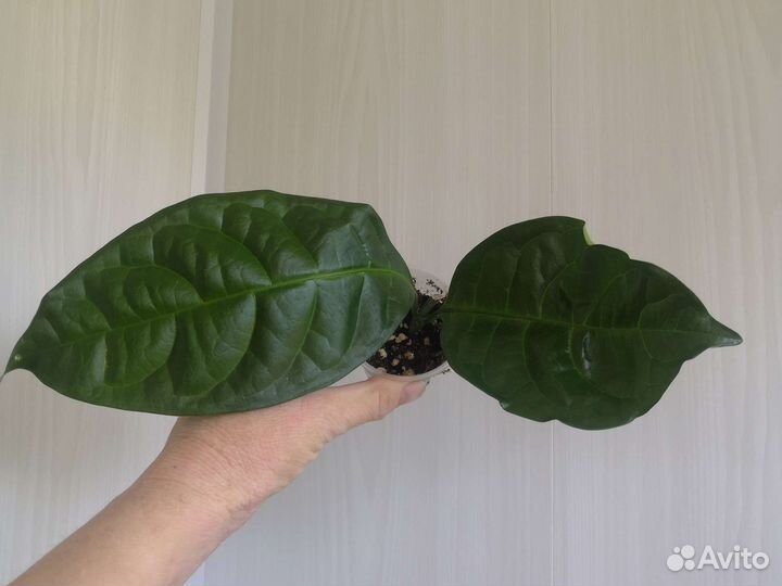 Табернемонтана дивариката махровая