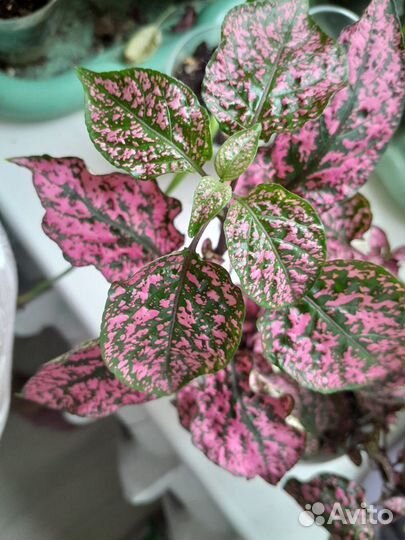 Комнатные цветы