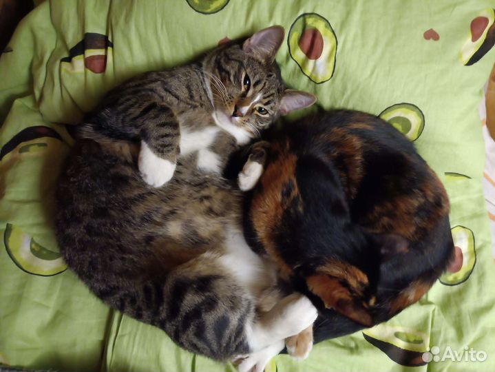 Ваш будущий любимый кот