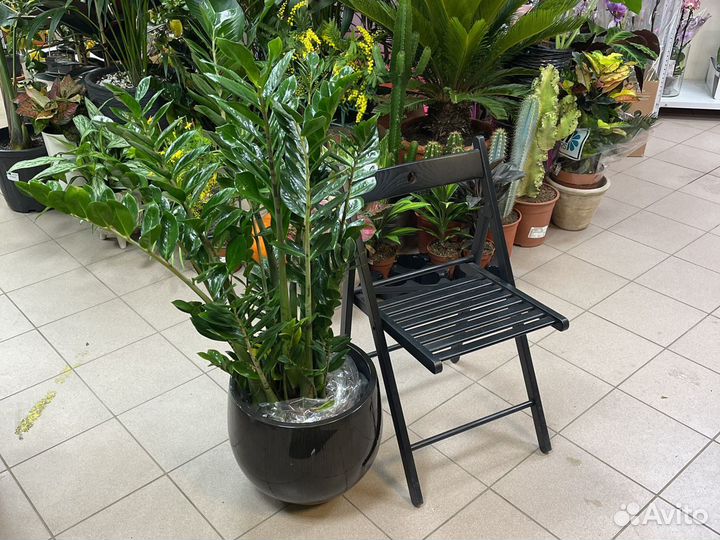 Замиокулькас Н110