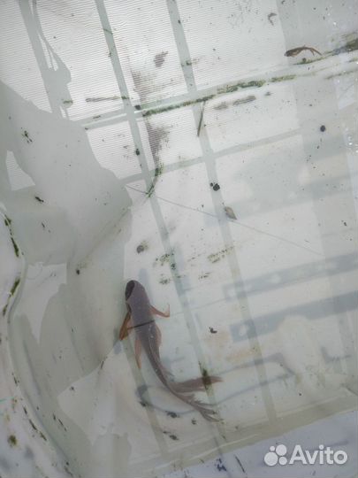 Комета-золотая рыбка