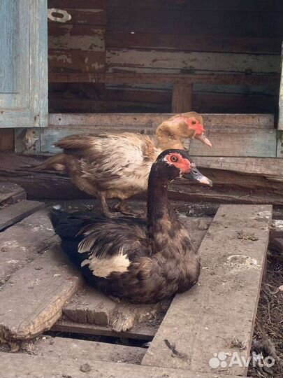 Индоутки - семья. Взрослые куры и семьи