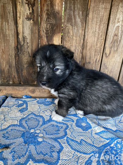 Щенки в добрые руки