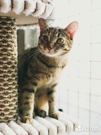 Спасите ласковую кошечку из приюта