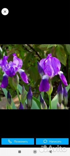 Ирисы бородатые