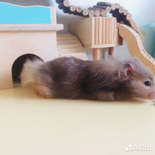 Сирийский хомяк